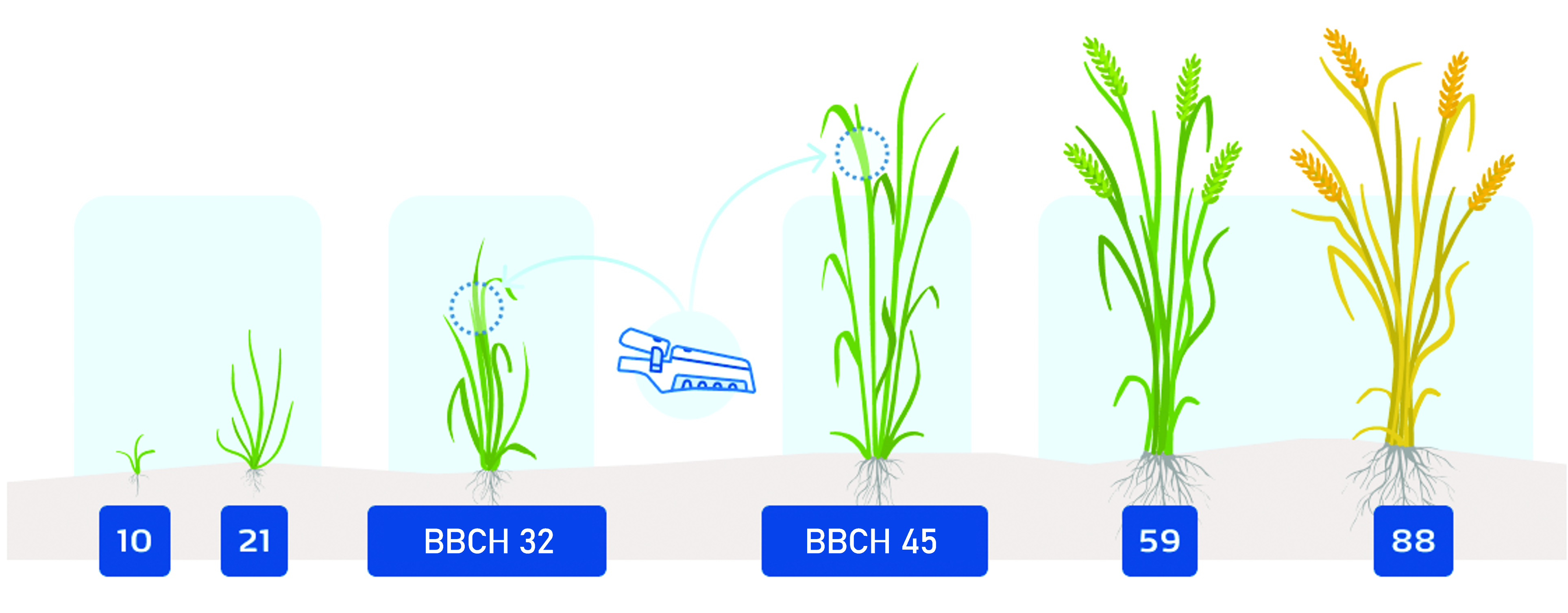 BBCH32-45.png